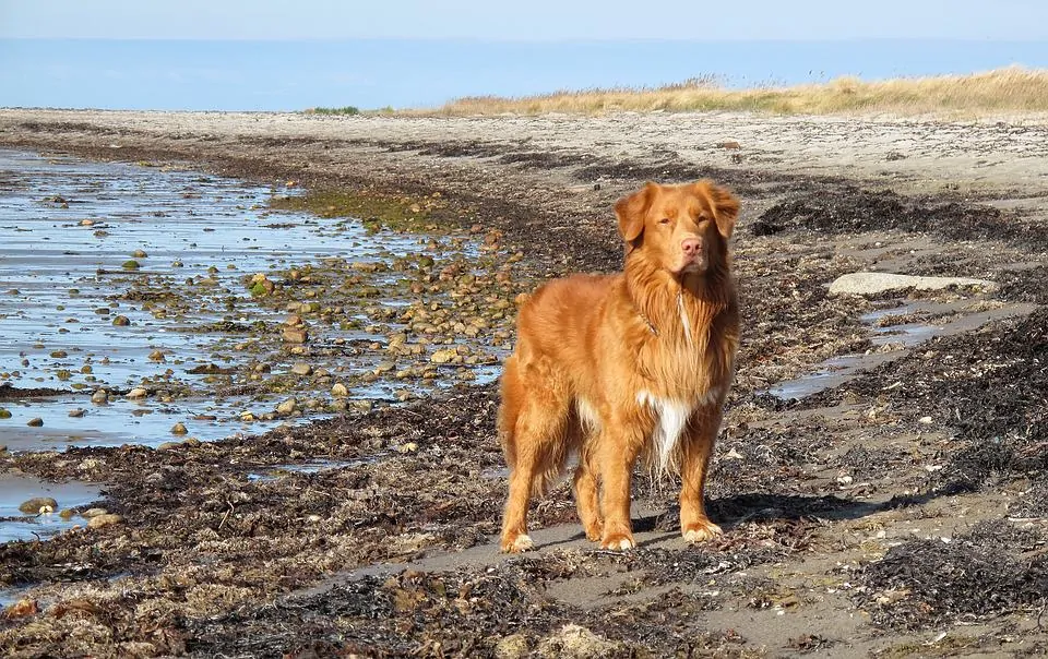 pic 5 nova scotia duck tolling retriever