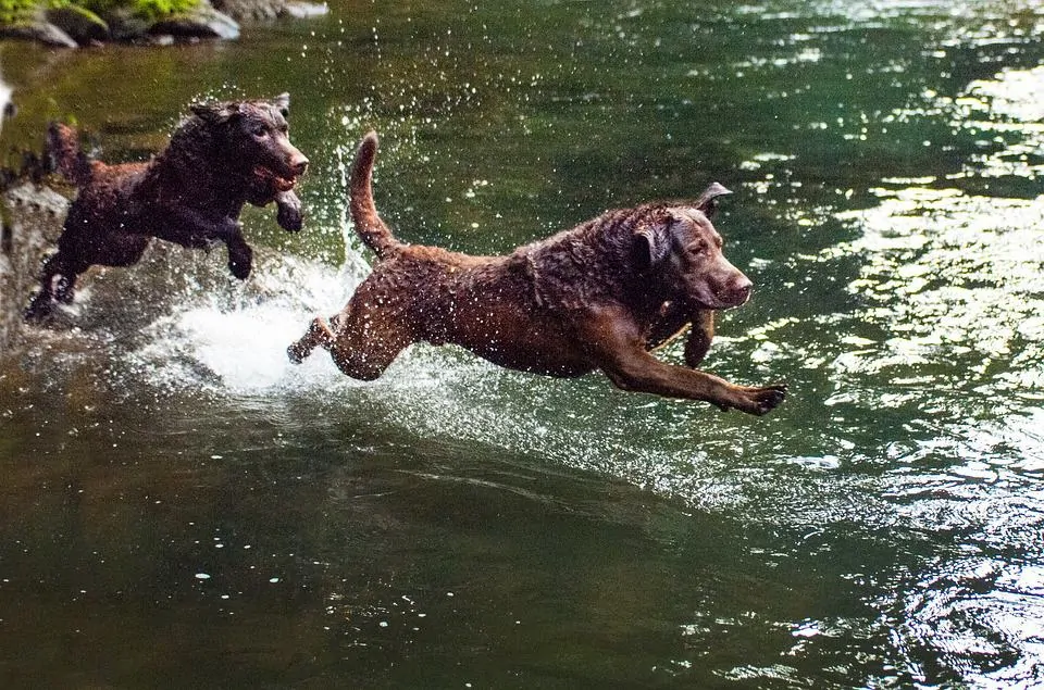 pic 6 chesapeak bay retrievers