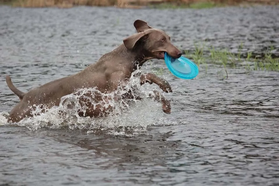 pic 8 weimaraner