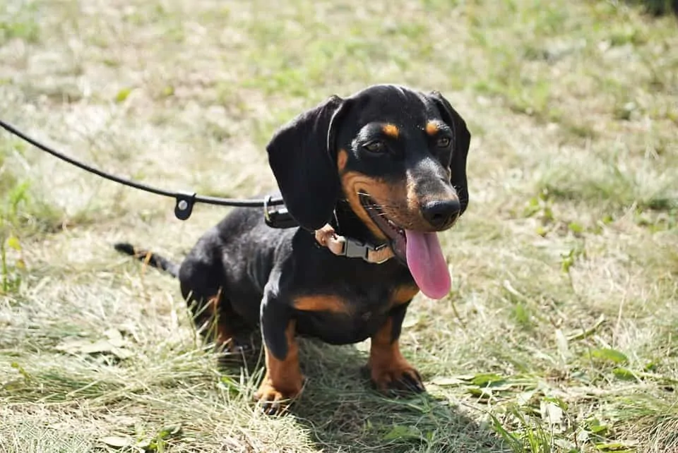 pic 9 dachsund