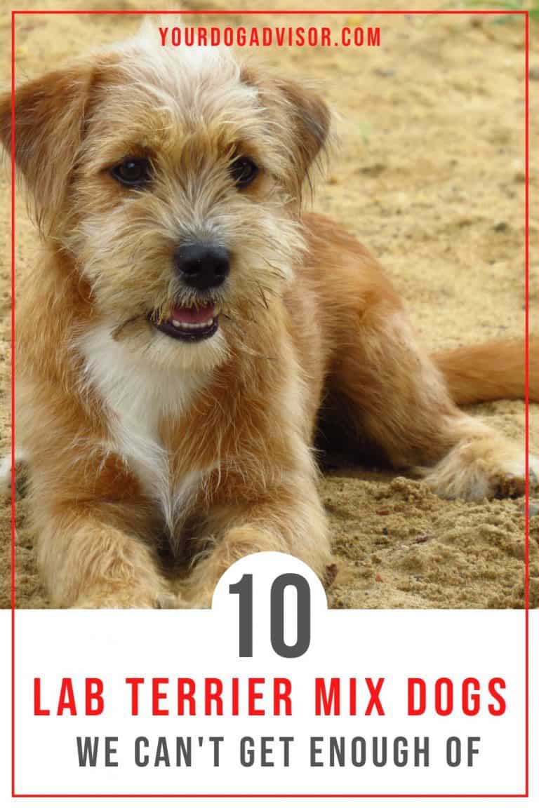 10 Lab Terrier Mix Dogs We Can’t Get Enough Of | Your Dog Advisor