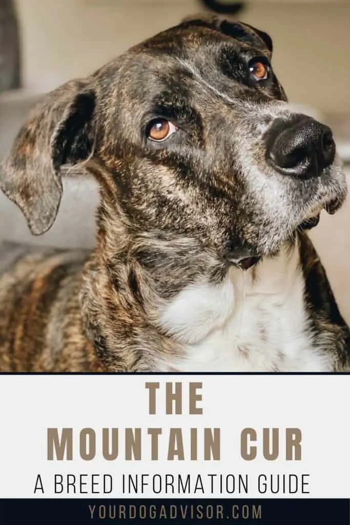 The Mountain Cur - Your Ultimate Breed Information Guide - Your Dog Advisor