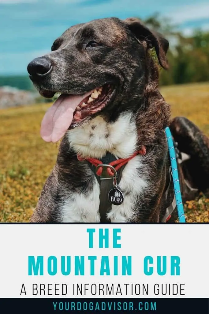 Mountain Cur 2