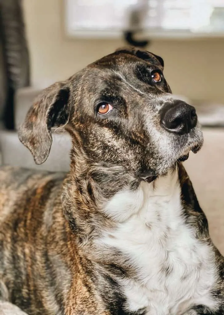 PIc 3 a brindle mountain cur