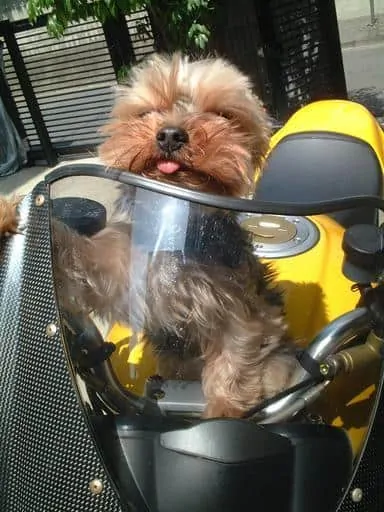 PIc 6 a yorkie on a motercycle