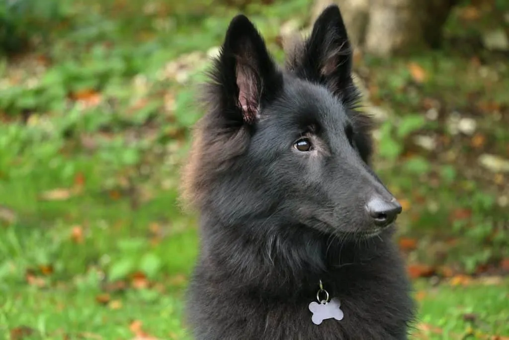 Pic 1 a black belgian Shepherd