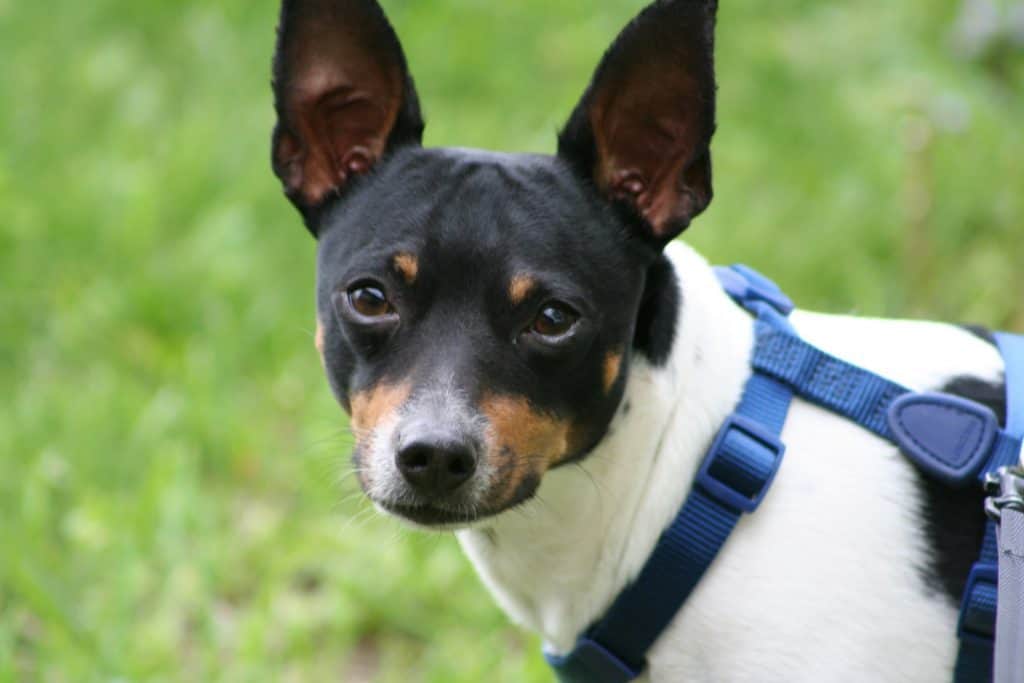 mountain feist dog breed