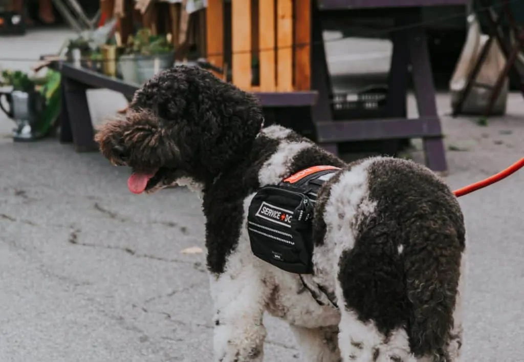 Pic 1 a service dog on a leash