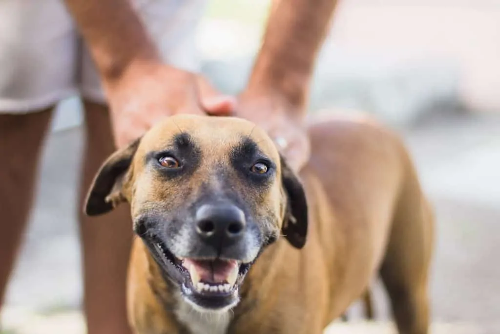 Pic 1 a tan mountain cur