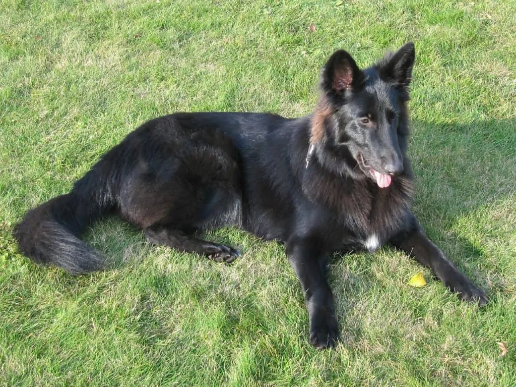 Pic 10 a black belgian shepherd laying down