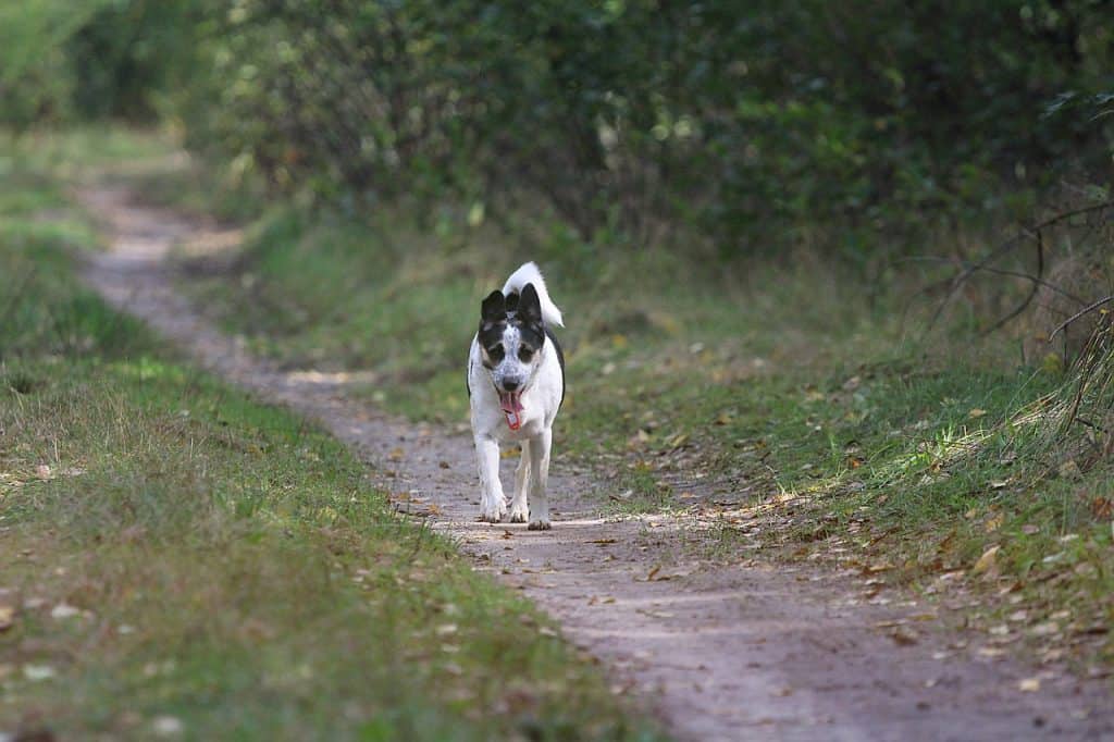 Pic 10 a mountain feist on a trail