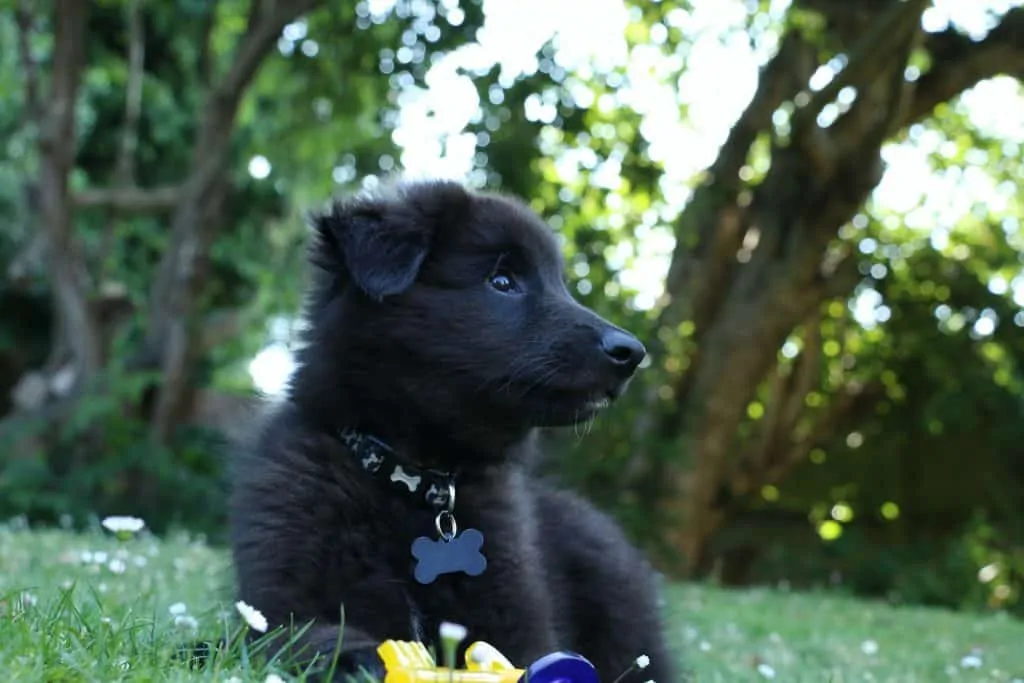 Pic 11 a belgian shepherd puppy