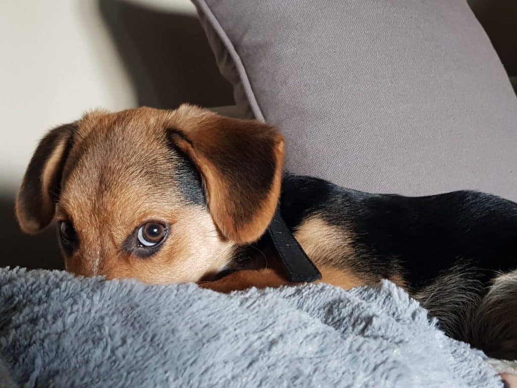 mountain feist breed of dog