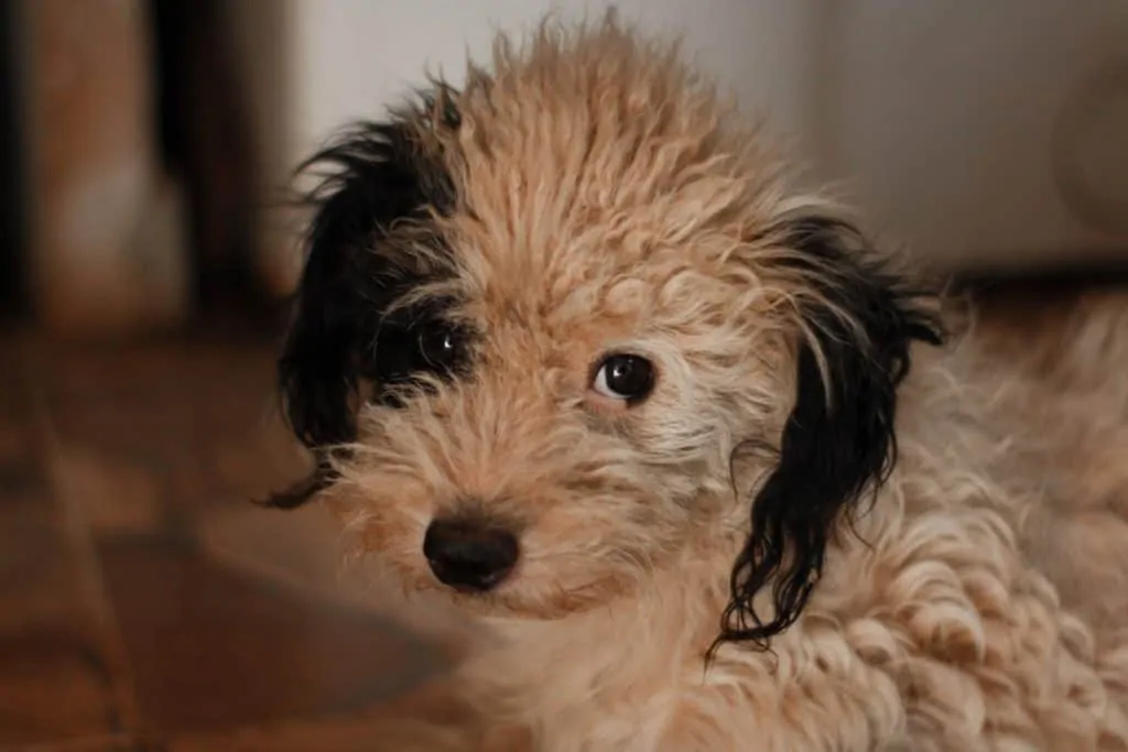 Pic 11 a white and black bordoodle puppy