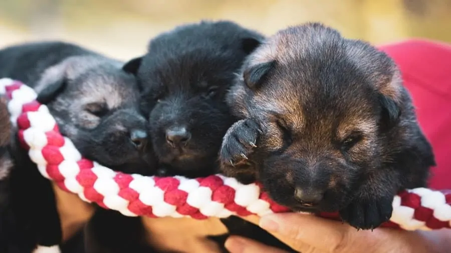 Pic 11 mountain cur puppies