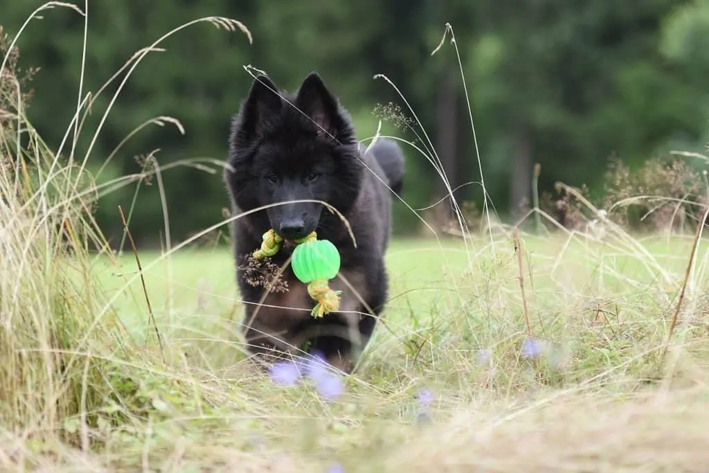 Pic 12 a belgian shepherd puppy and a green toy