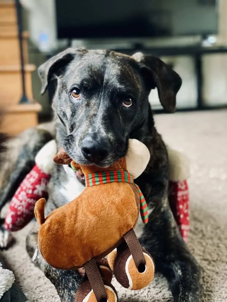 Pic 12 a mountain cur with toys