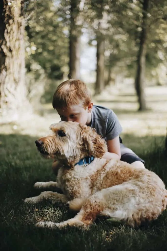 Pic 14 a brown bordoodle and a boy