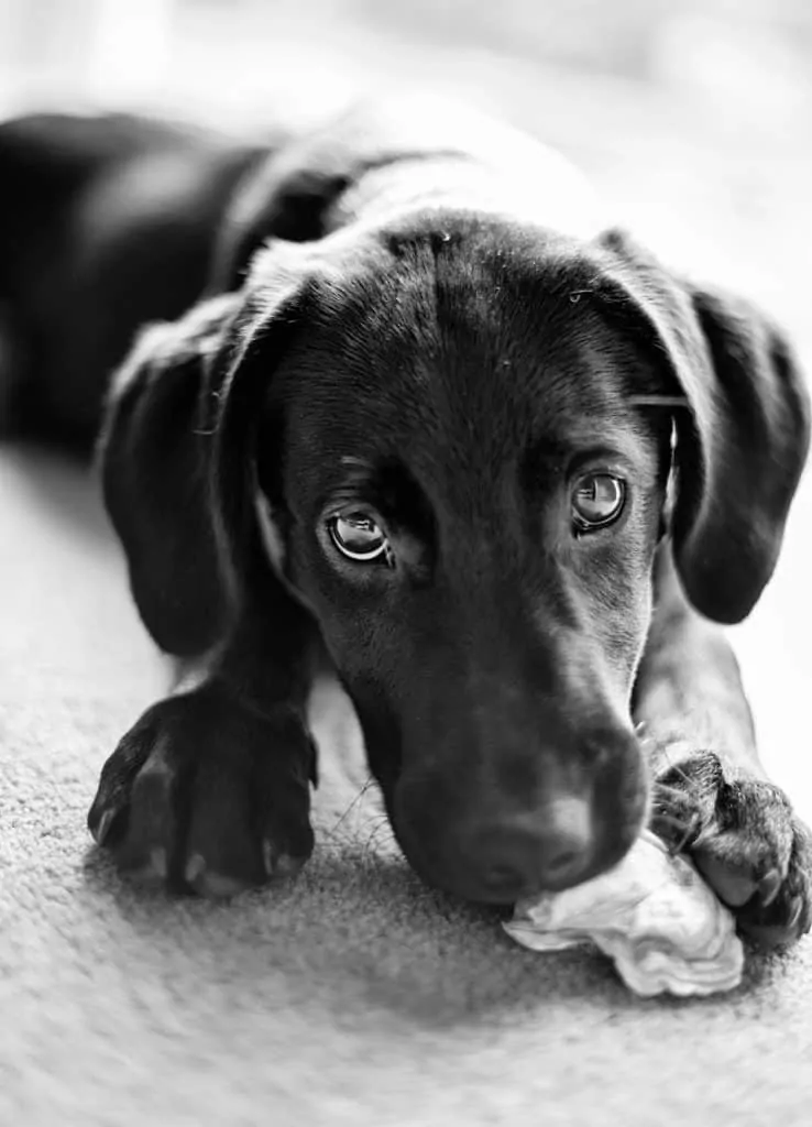 Pic 15 a dachsador chewing a bone