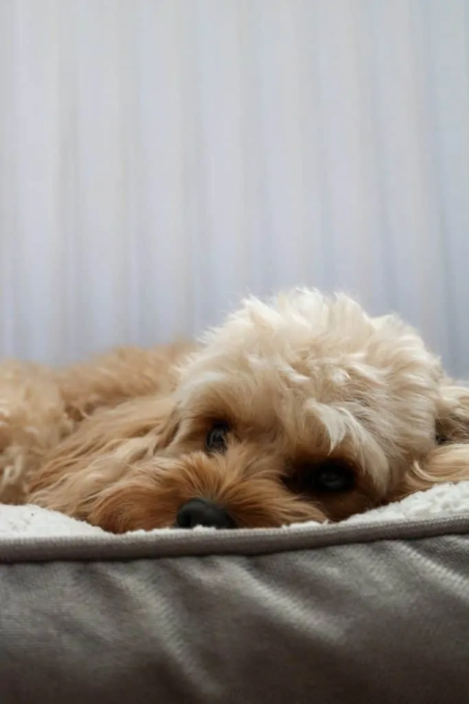 Pic 15 a whoodle laying down in a dog bed