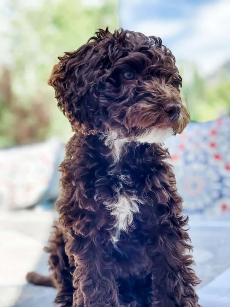 Pic 17 a brown and white bordoodle dog