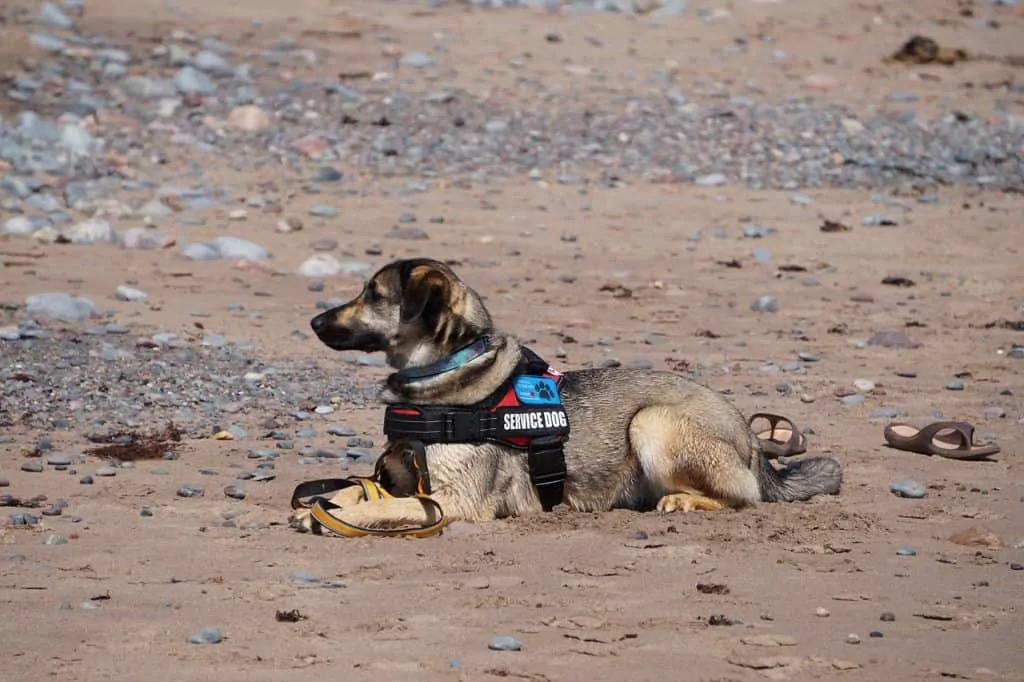 Pic 2 a German Shepherd service dog