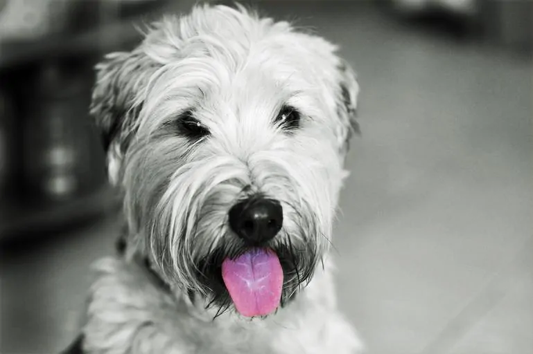 Pic 2 a black and white wheaten terrier