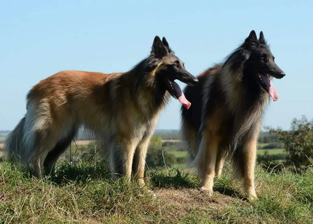 Pic 2 two belgian shepherd dogs