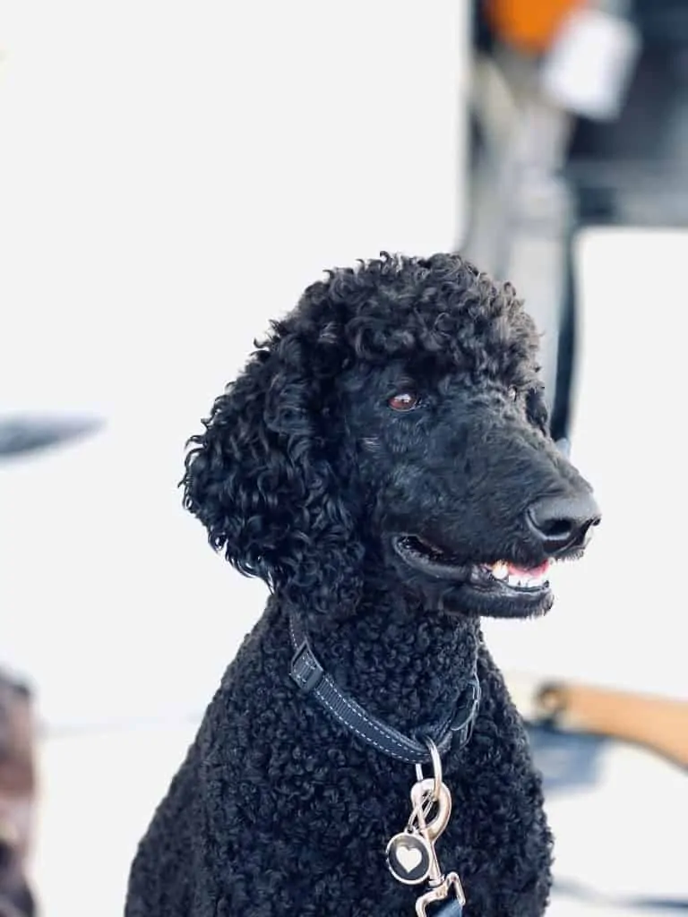 Pic 3 a black standard poodle