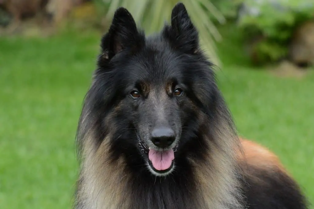 Pic 3 a brown and black belgian shepherd