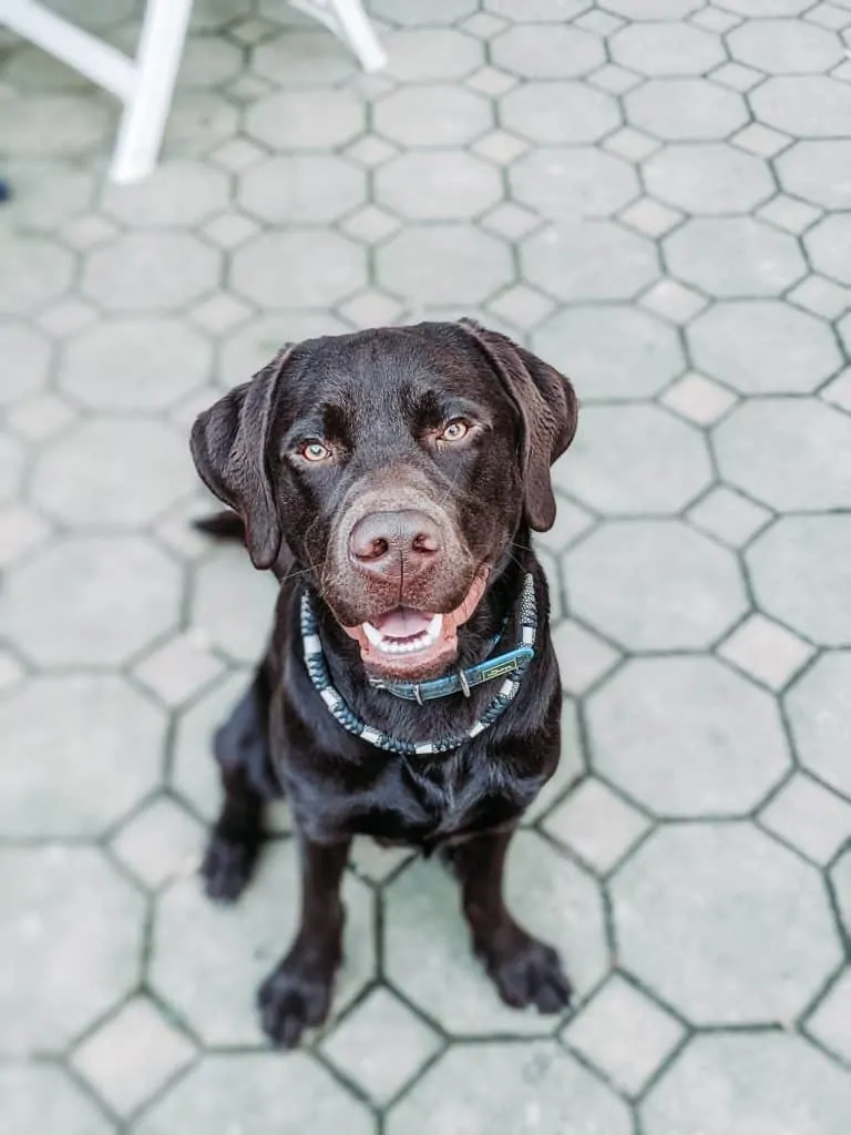 Pic 3 a chocolate lab