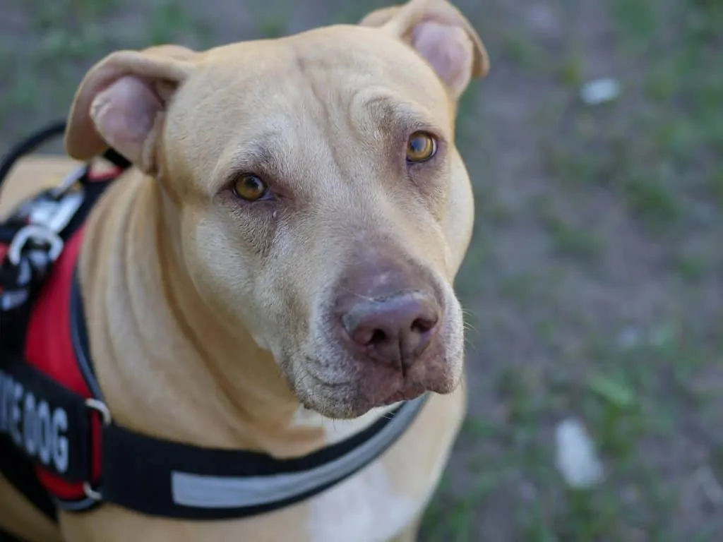 Pic 3 a pitbull service dog