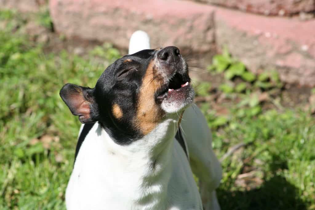 feist dog breed shedding