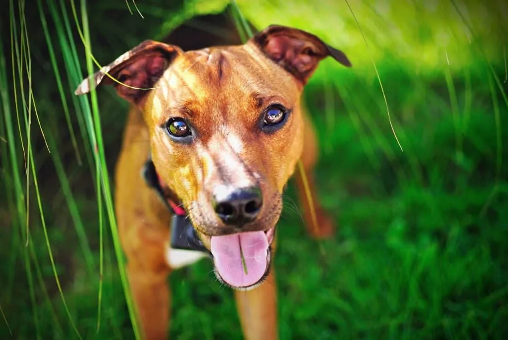 Pic 4 a red mountain cur