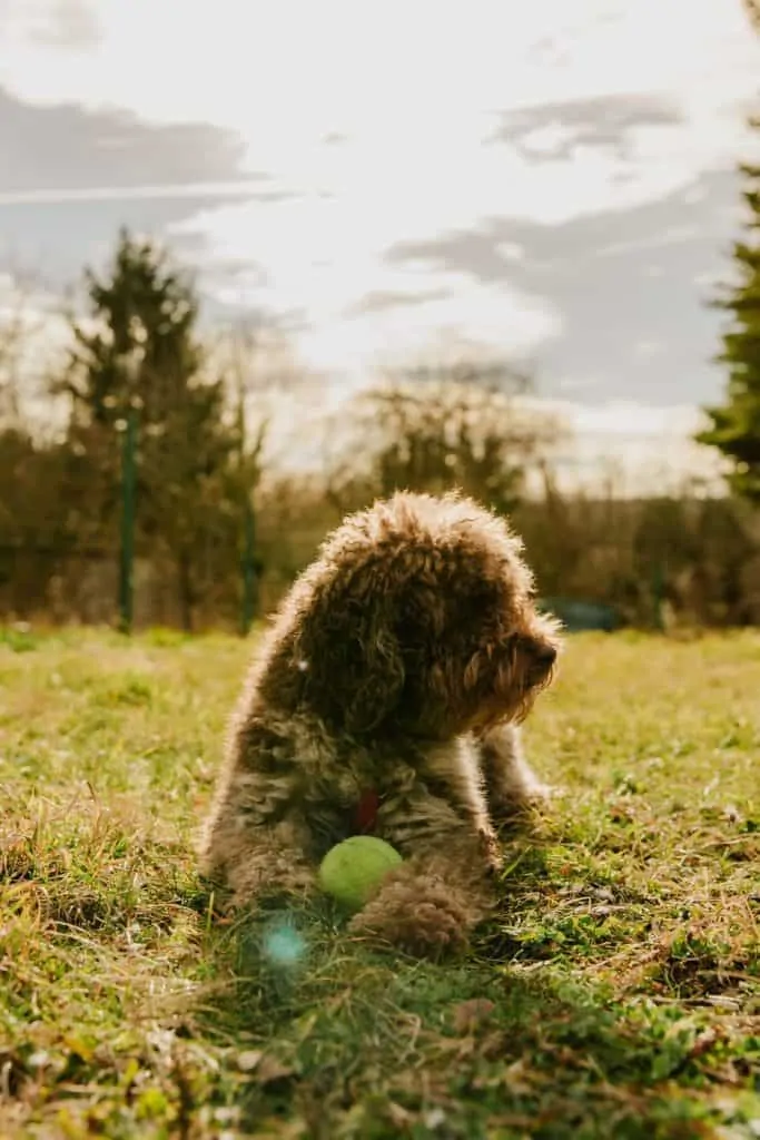 Pic 4 a whoodle outside with a ball