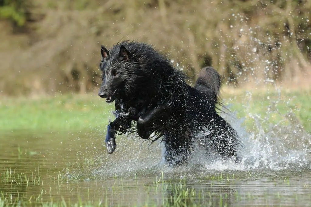 Pic 5 a Belgian shepherd in water