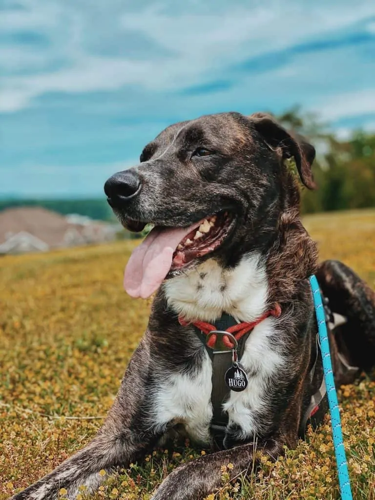 Pic 5 a Mountain Cur on a leash outside