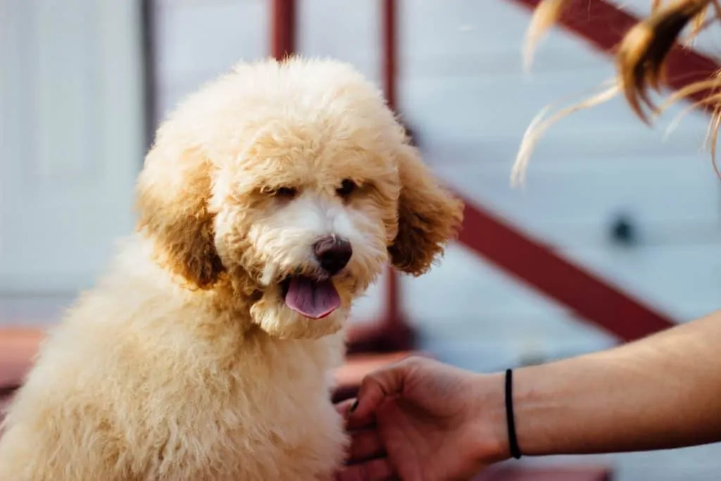 Pic 5 a Whoodle and a person petting him