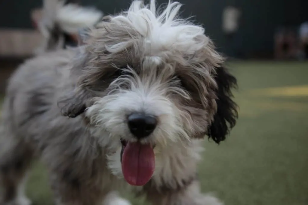 Pic 5 a brown and white bordoodle puppy