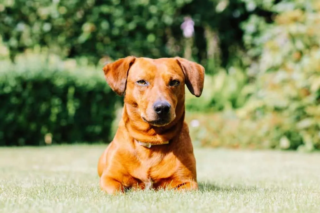 Pic 5 a dachsador in grass