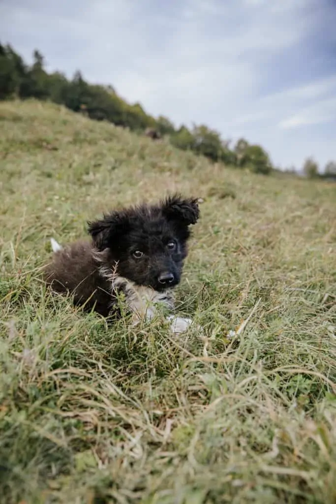 Pic 6 a Bordoodle puppy in a feild