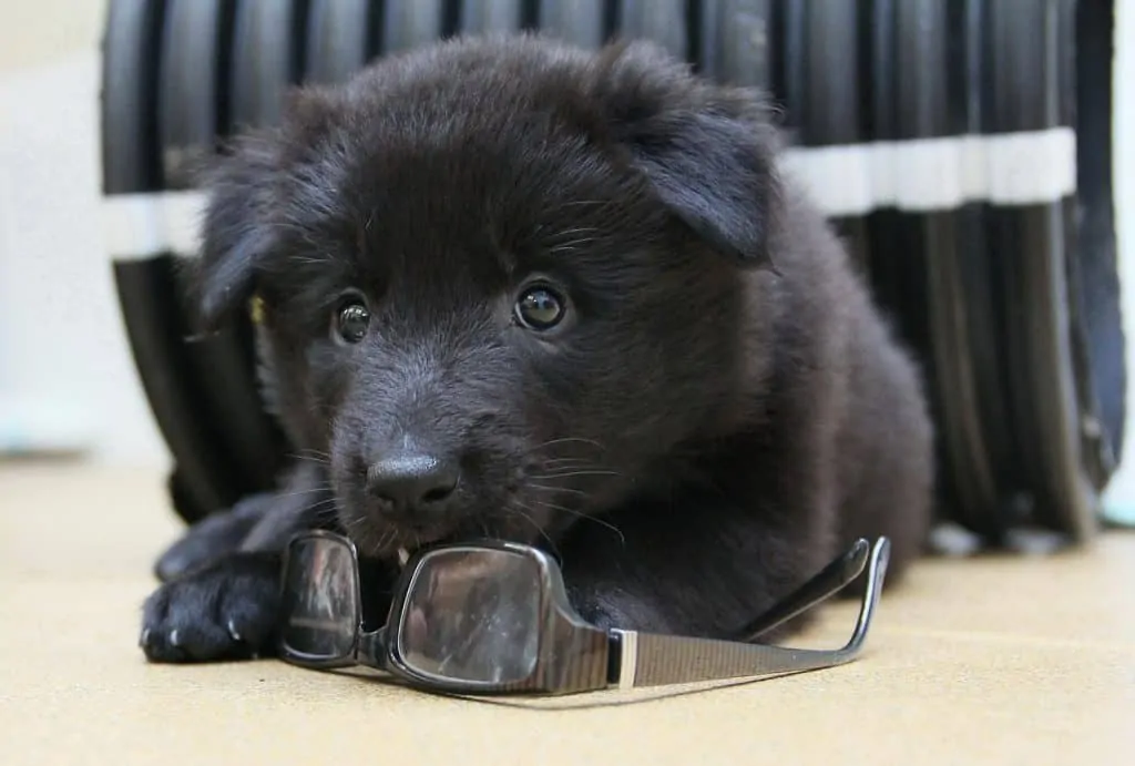 Pic 6 a belgian shepherd puppy