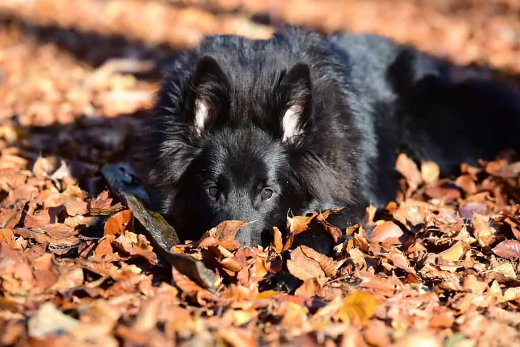 Pic 7 a Belgian Shepherd laying in leaves