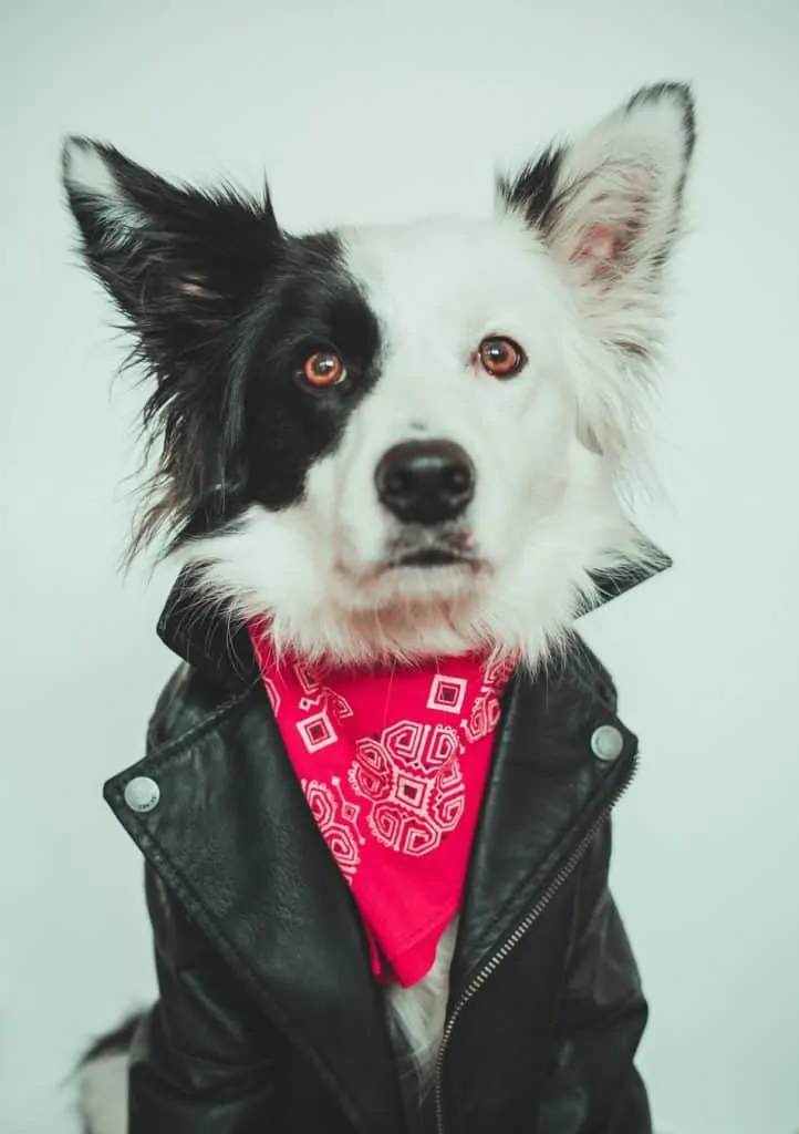 Pic 7 a dog in a leather jacket
