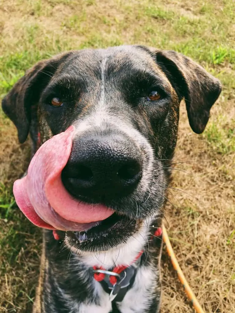 Pic 7 a mountain cur licking his lips