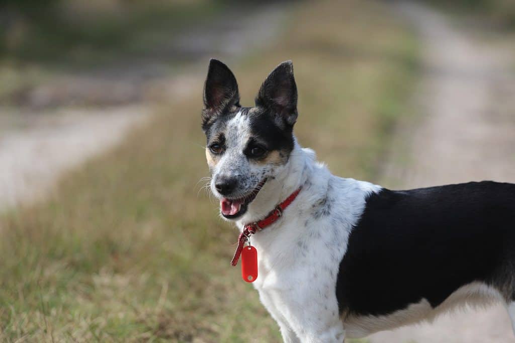 mountain feist breed of dog