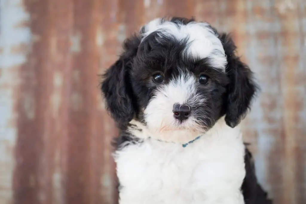 Pic 8 a black and white bordoodle look at camera