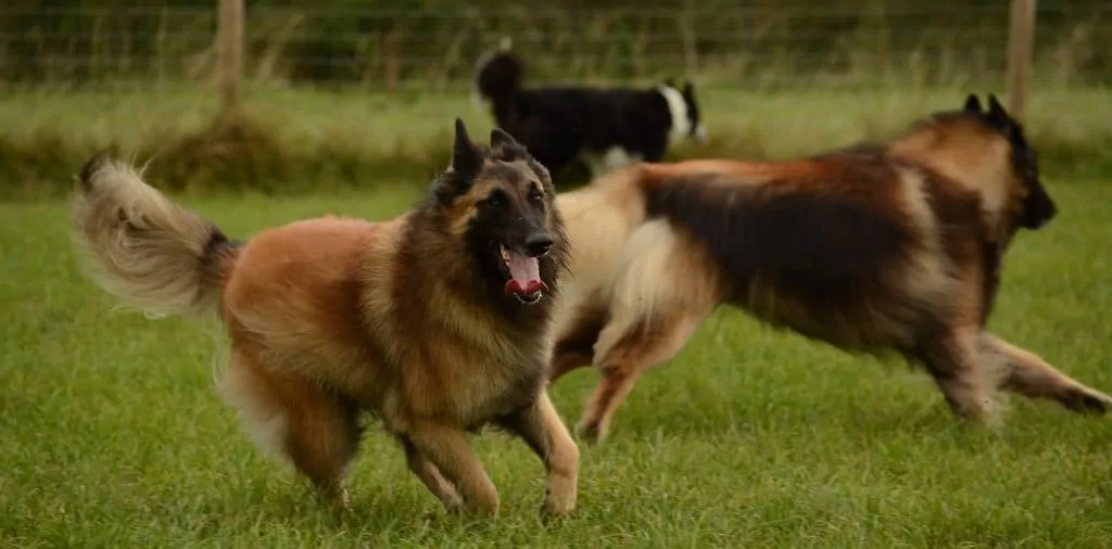 Pic 8 two belgian shepherds running