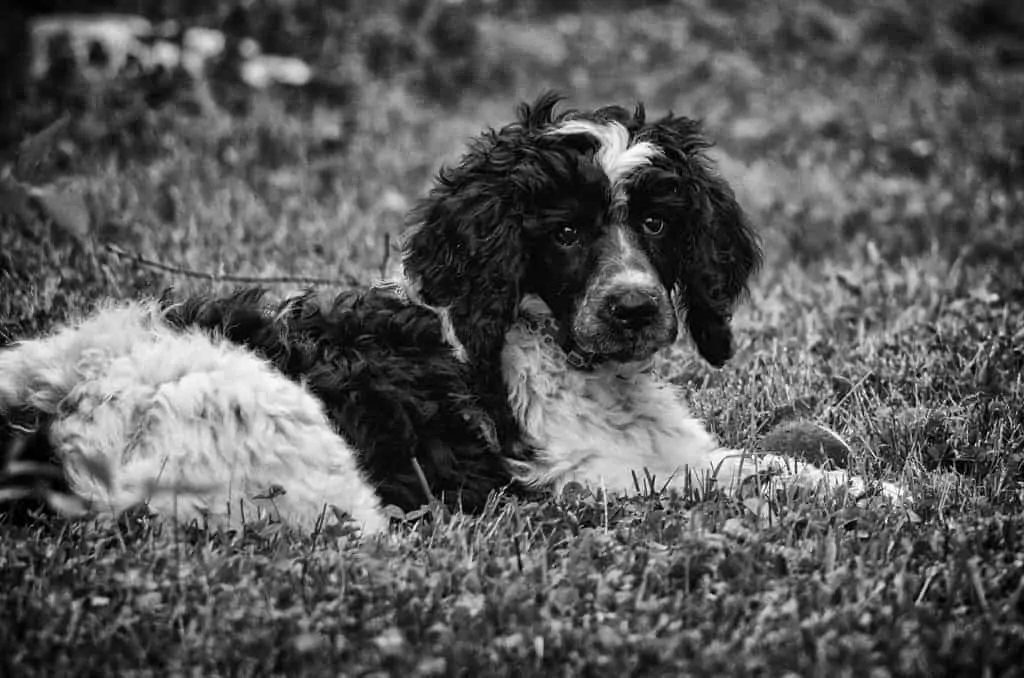 Pic 9 a black and white pic of a bordoodle