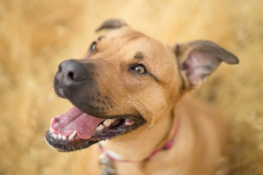 Pic 9 a happy brown mountain cur